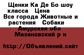 Щенки Ка Де Бо шоу класса › Цена ­ 60 000 - Все города Животные и растения » Собаки   . Амурская обл.,Мазановский р-н